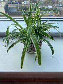 Spider Plants
