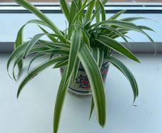 Spider Plants
