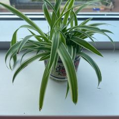 Spider Plants