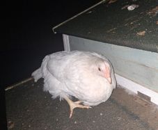 Hen