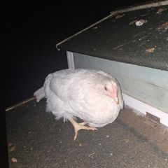 Hen