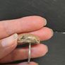 Rough Citrine Ring Image 6