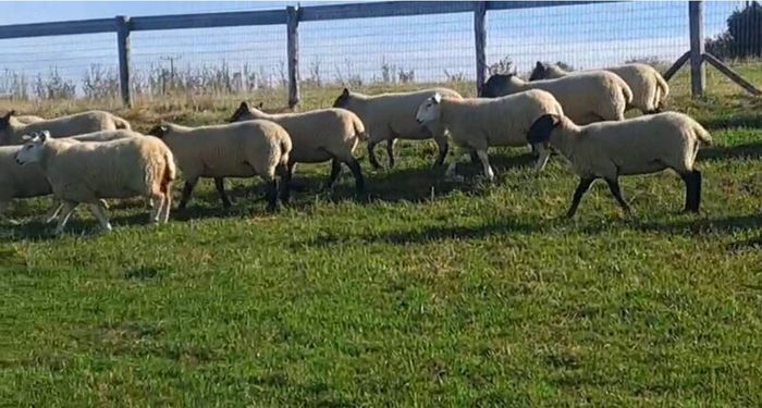 Hoggets for sale