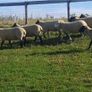 Hoggets for sale Image 2