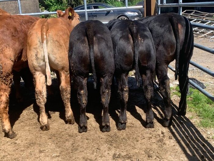 14 smashing limousine heifers