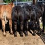14 smashing limousine heifers Image 8