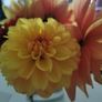 Dahlia tubers Image 9
