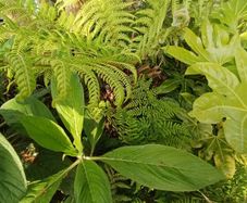 2ft Dicksonia Antartica tree fern