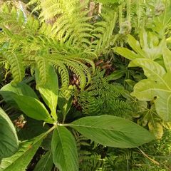 2ft Dicksonia Antartica tree fern