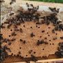 Nucs of Bees Image 4