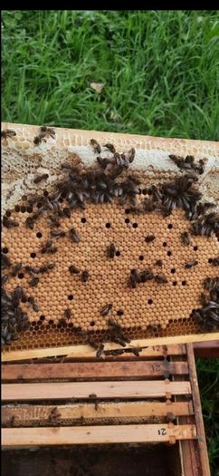 Nucs of Bees