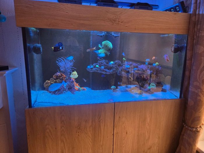 400 LItre Aquarium with sump