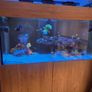 400 LItre Aquarium with sump Image 3