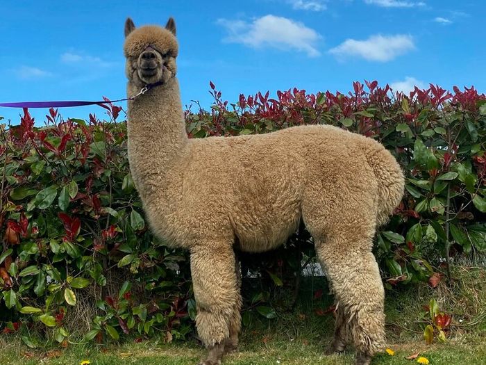 Alpaca's - Ballymac Alpaca