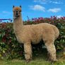 Alpaca's - Ballymac Alpaca Image 6