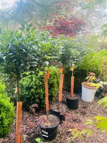 Bay Laurel 140cm