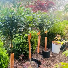 Bay Laurel 140cm
