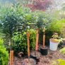 Bay Laurel standard job lot 140cm tall Image 3