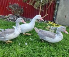 Muscovy ducks 3 months old