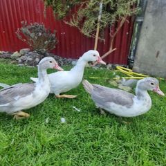 Muscovy ducks 3 months old