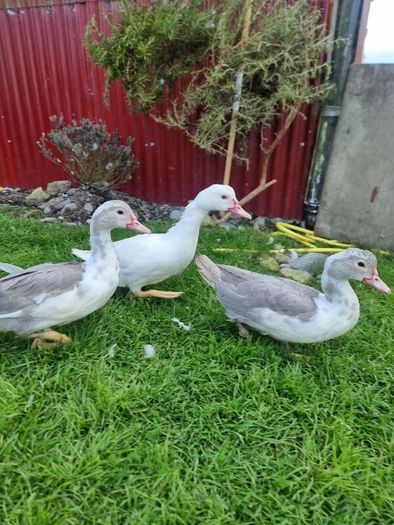 Muscovy ducks 3 months old