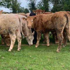 12 400kg 2025 born heifer off fresh tb test