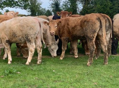 12 400kg 2025 born heifer off fresh tb test