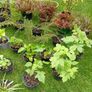 Plants Image 5