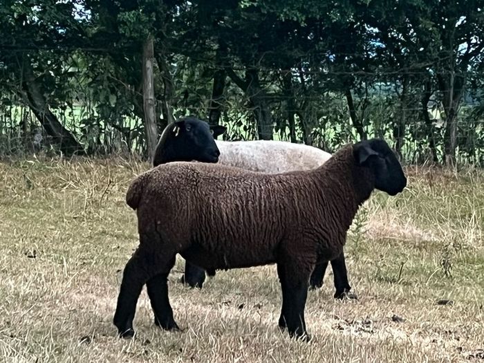 Suffolk Ram Lamb