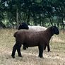 Suffolk Ram Lamb Image 2