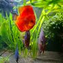 350 Litre Planted Aquarium Image 6