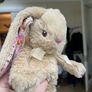 Cute Cuddly Rabbit x 2 Image 4