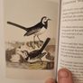 Graves Garden Birds. Selected British Garden  Birds. Beautiful Illustrated  Hardback In  Very Good Condition. Image 10
