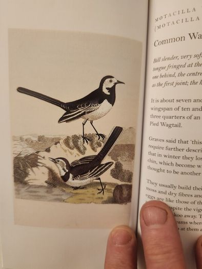 Graves Garden Birds. Selected British Garden  Birds. Beautiful Illustrated  Hardback In  Very Good Condition.