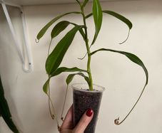 Carnivorous houseplant Nepenthes pitcher plant