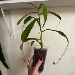 Carnivorous houseplant Nepenthes pitcher plant