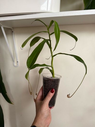 Carnivorous houseplant Nepenthes pitcher plant