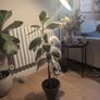 plant and pot Image 2