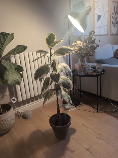 plant and pot