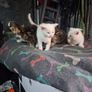 kittens free to good home Image 6