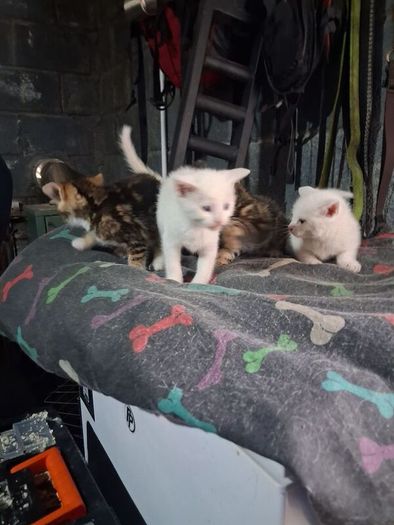 kittens free to good home