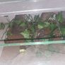 2 x terrariums Image 2