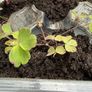 Garden Plants (7) Image 4
