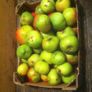 Cooking Apples Image 2