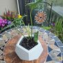 Philodendron Golden Dragon- house plant - indoor plant Image 4