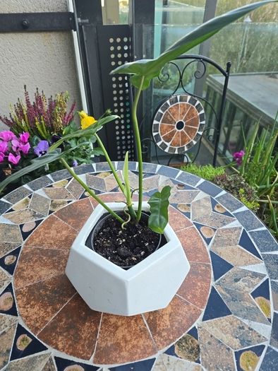 Philodendron Golden Dragon- house plant - indoor plant