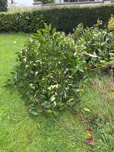 Bay leaves