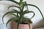 aloe arborescens plant