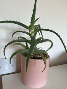 aloe arborescens plant