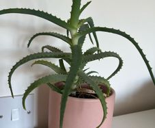 aloe arborescens plant